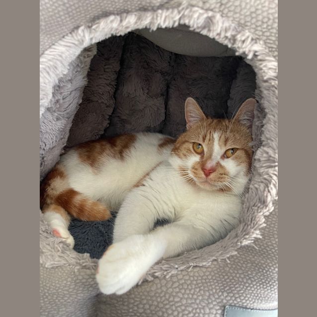 Photo of Loki