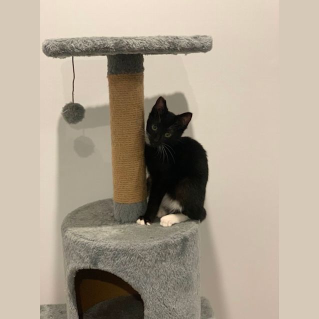 Photo of Toothless Dragon