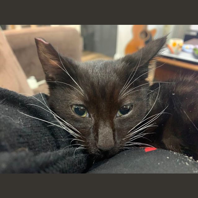 Photo of Toothless Dragon