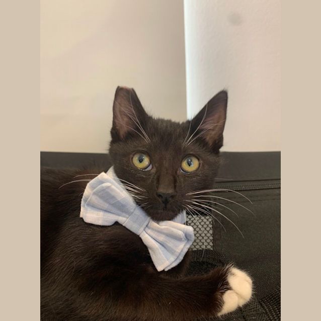 Photo of Toothless Dragon