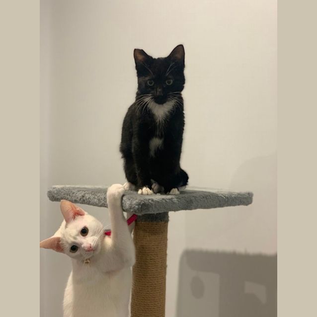 Photo of Toothless Dragon