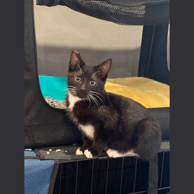 Photo of Toothless Dragon