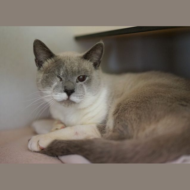 Photo of Otto