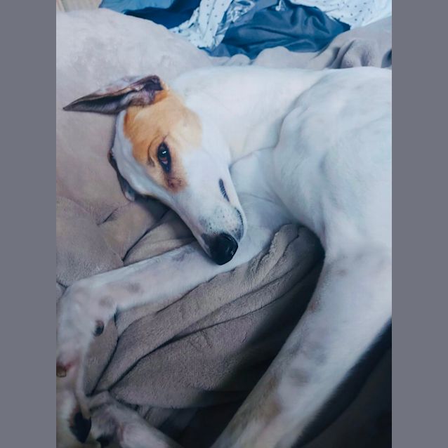 Photo of Pearl