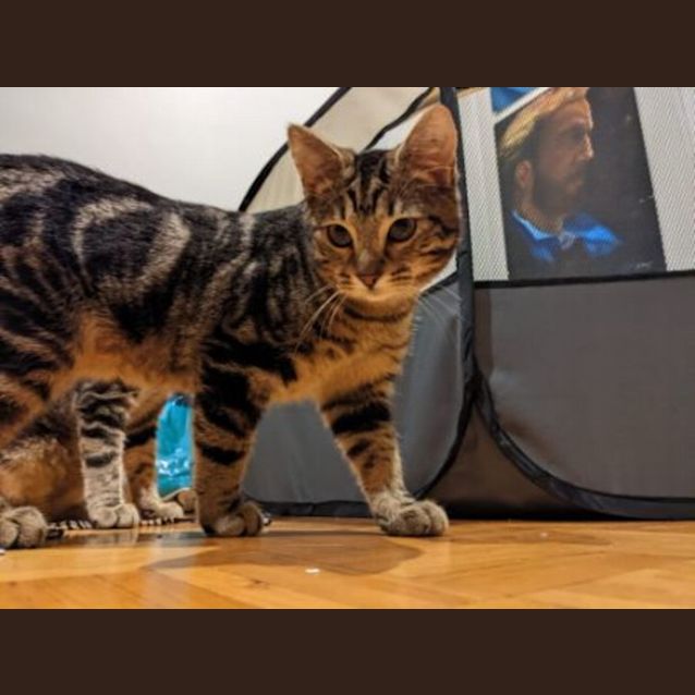 Photo of Winnie & Wayne ~ Adopt @Pet Stock Cd 22/10/22