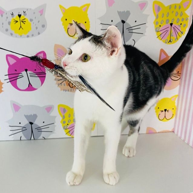 Photo of Zippy   Meet Me At Pet Stock Mitcham