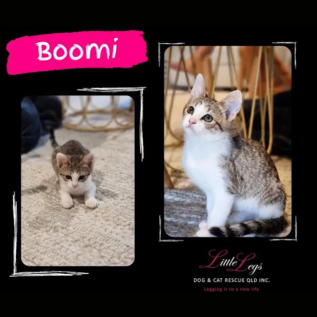 Photo of Boomi