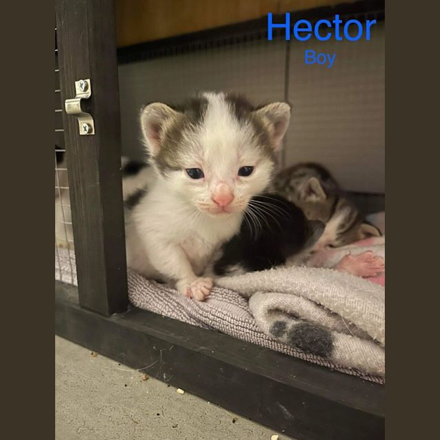 Photo of Hector And Grey