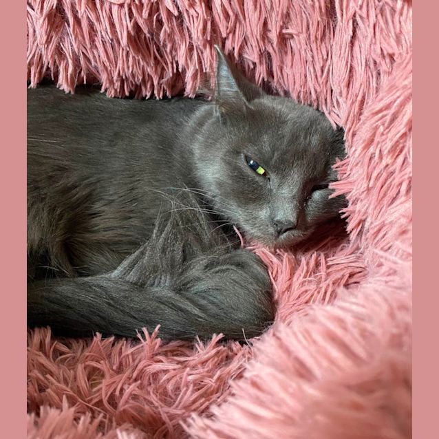 Photo of Sweet Heart 