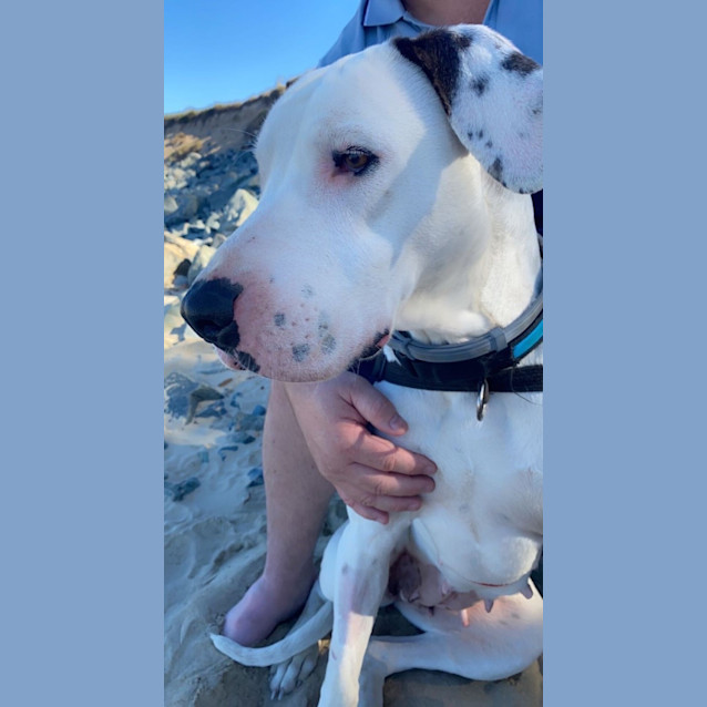 Photo of Luna