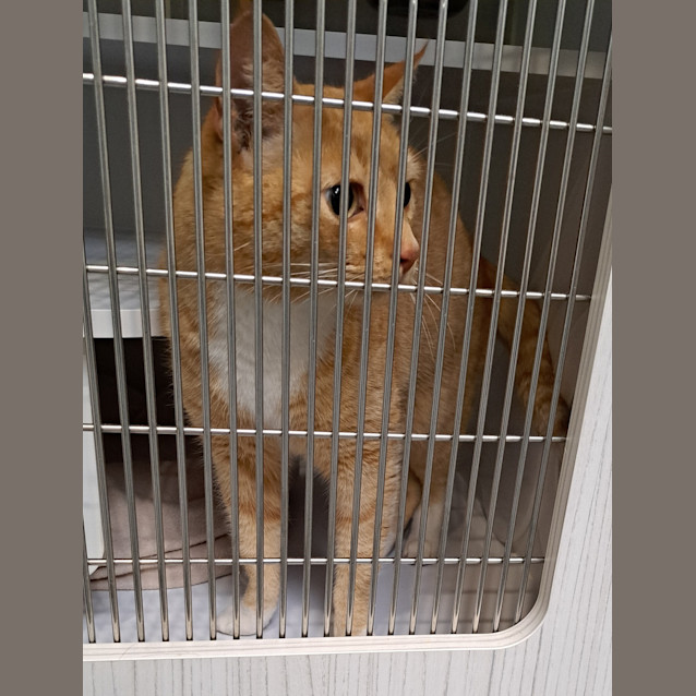 Photo of Tigger