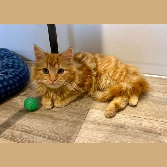 Photo of Augie**2nd Chance Cat Rescue**