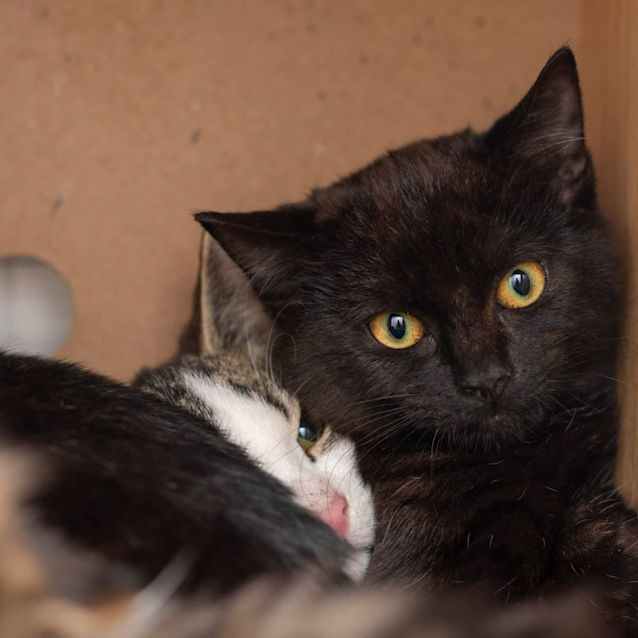 Photo of Narnia**2nd Chance Cat Rescue