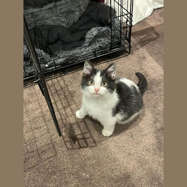 Photo of Dudley**2nd Chance Cat Rescue**