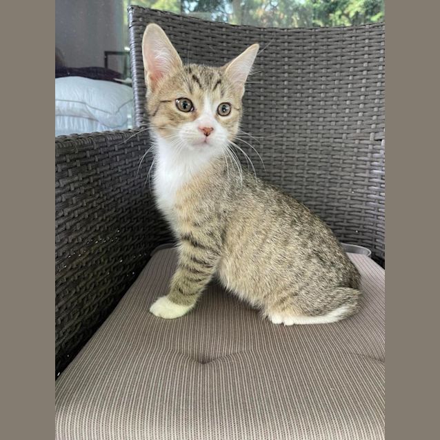 Photo of Minnie (Mini)**2nd Chance Cat Rescue