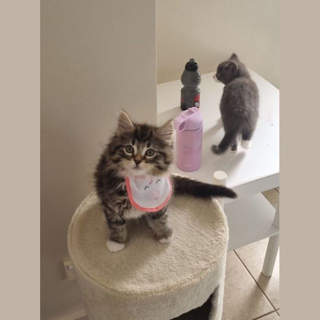 Photo of Tim Tam ~ Meet Me @ Pet Stock Chelsea 😽