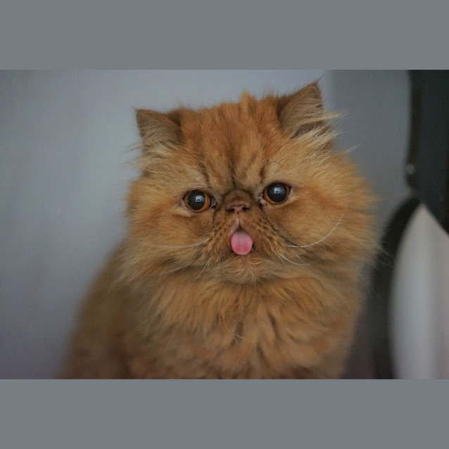 Photo of Caramel