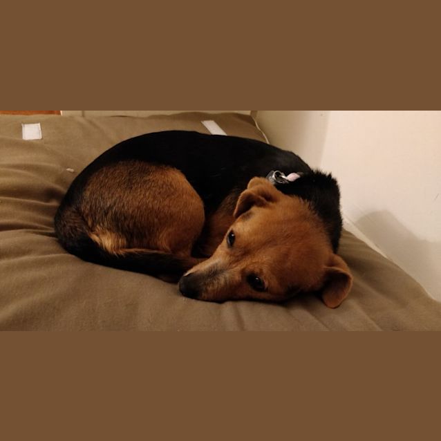 Photo of Peach
