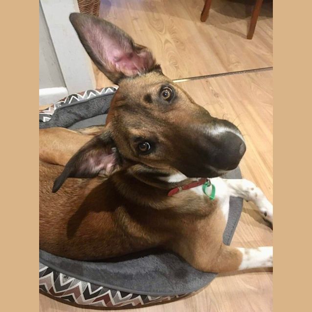 Photo of Pogi