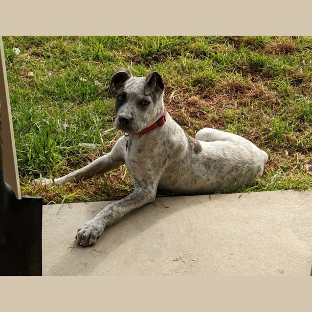 Photo of Checkers