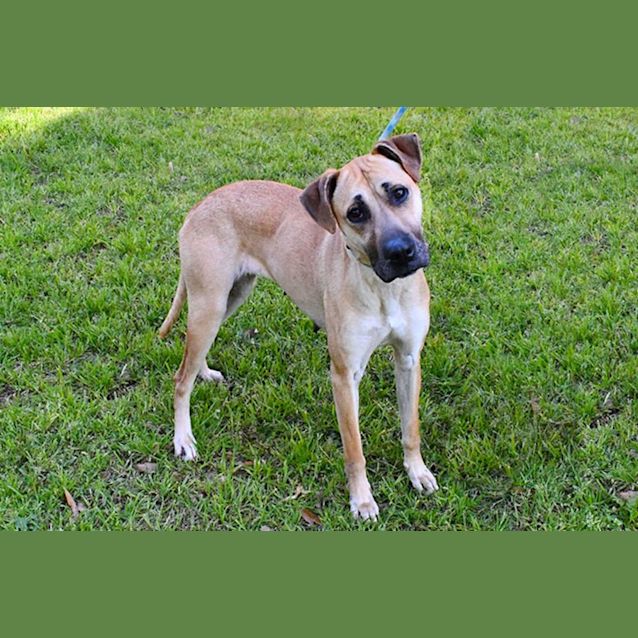 Photo of Lux 34549 Campbelltown Acf