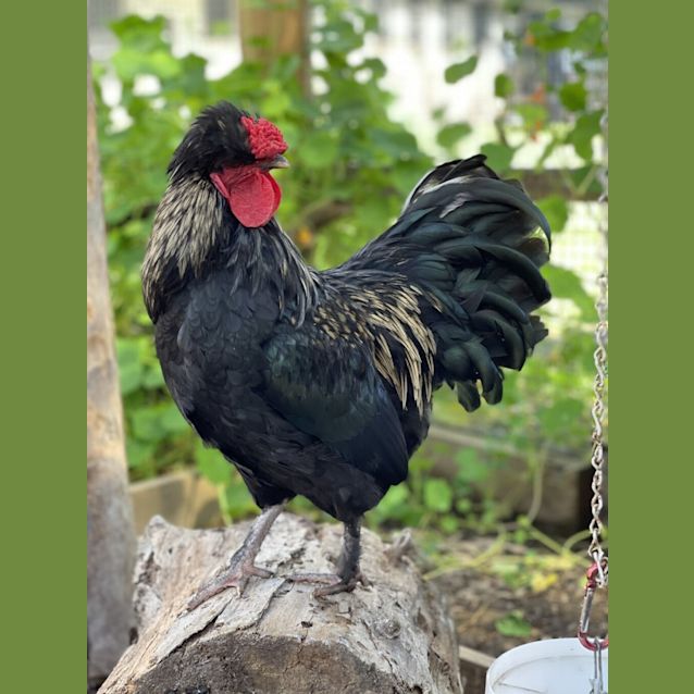 Photo of Red Lea (Rooster 1)