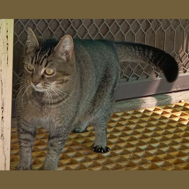 Photo of Poss Gorgeous