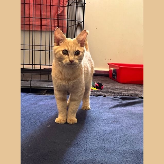 Photo of Atticus   Located In Preston
