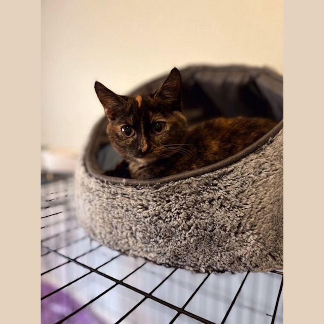 Photo of Nala   Located In Preston