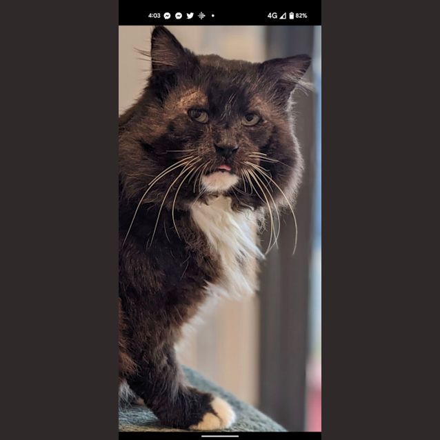 Photo of Winston   Located In Endeavor Hills