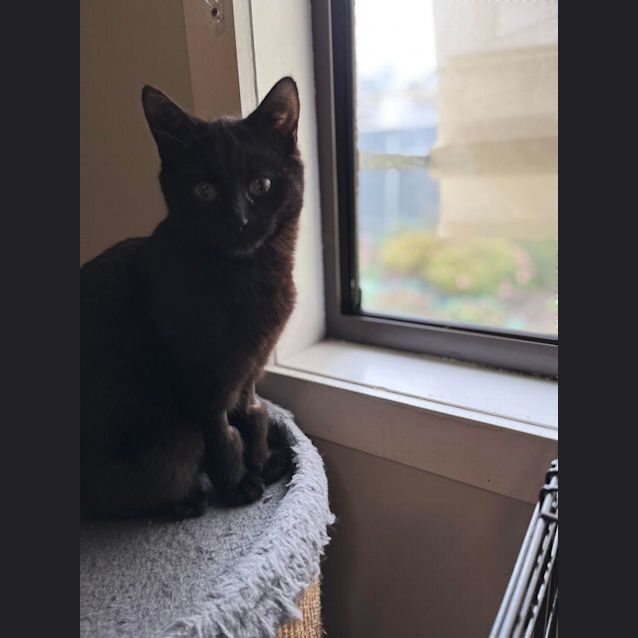 Photo of Mishka   Located In Preston