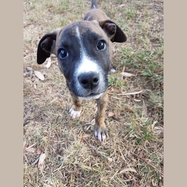 Photo of Brownie