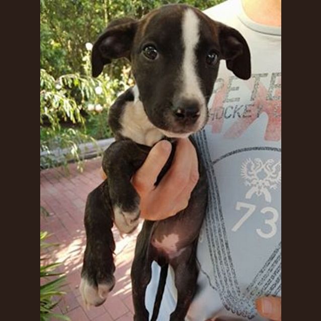 Photo of Vovo (Now Lexi)