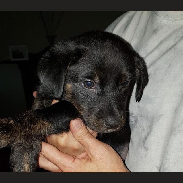 Photo of Puck 