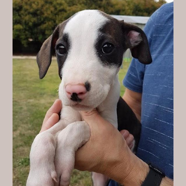 Photo of Fudge 