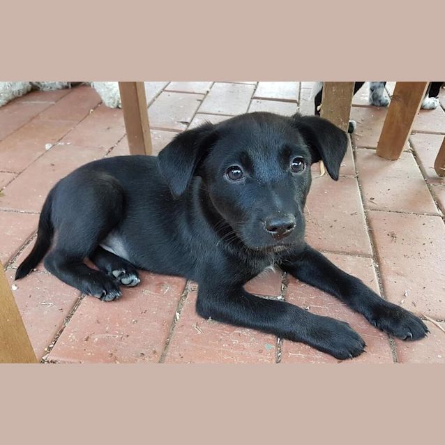 Photo of Othello