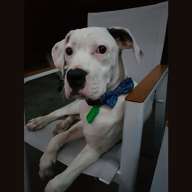 Photo of Chops