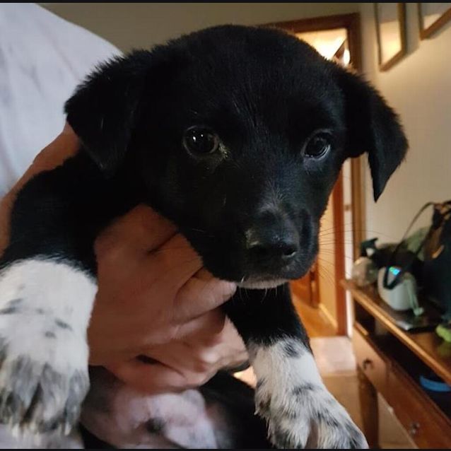 Photo of Romeo