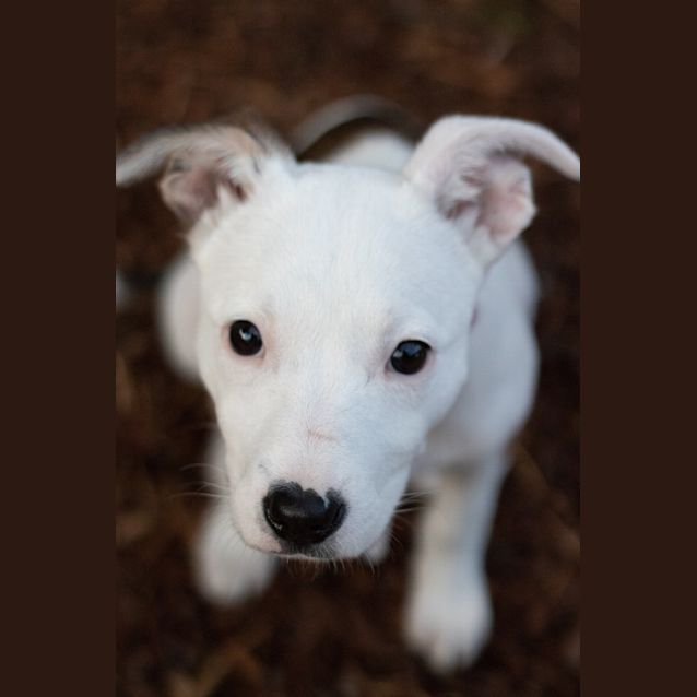 Photo of Piglet