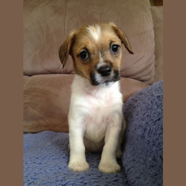 Photo of Pippa