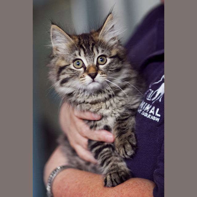 Photo of Suki