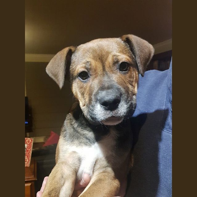 Photo of Cassius 