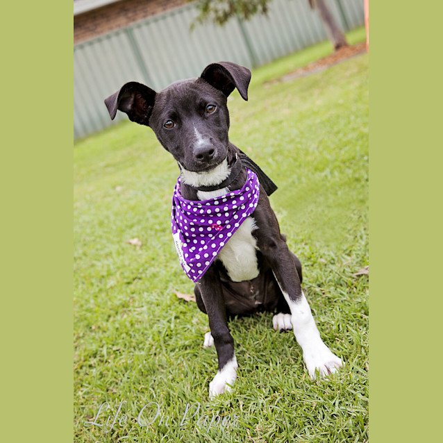 Photo of Roxy