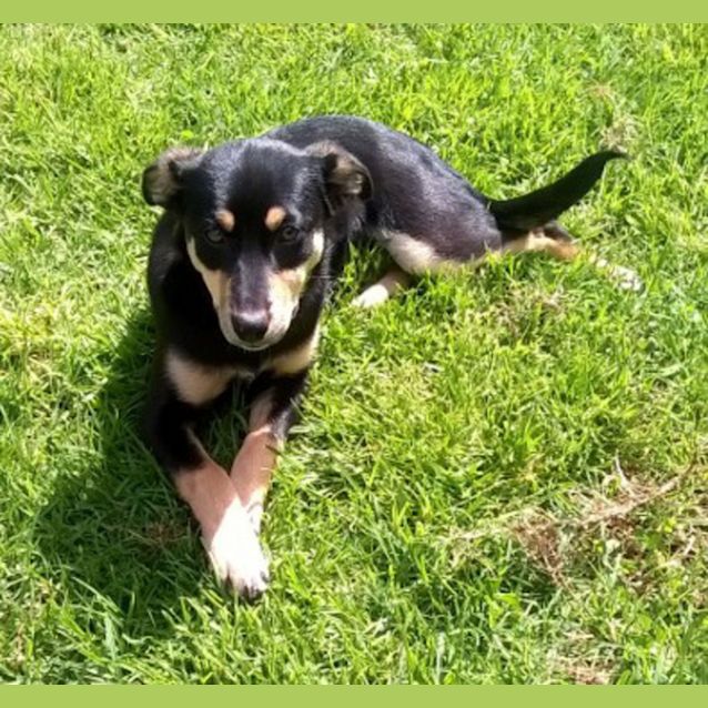 Photo of Dixie