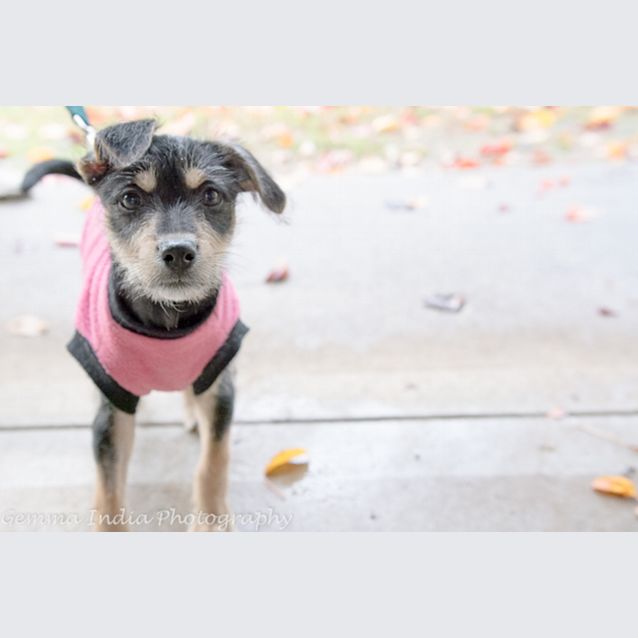 Photo of Bandit