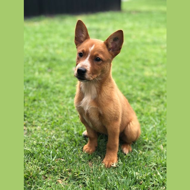 Photo of Pebbles