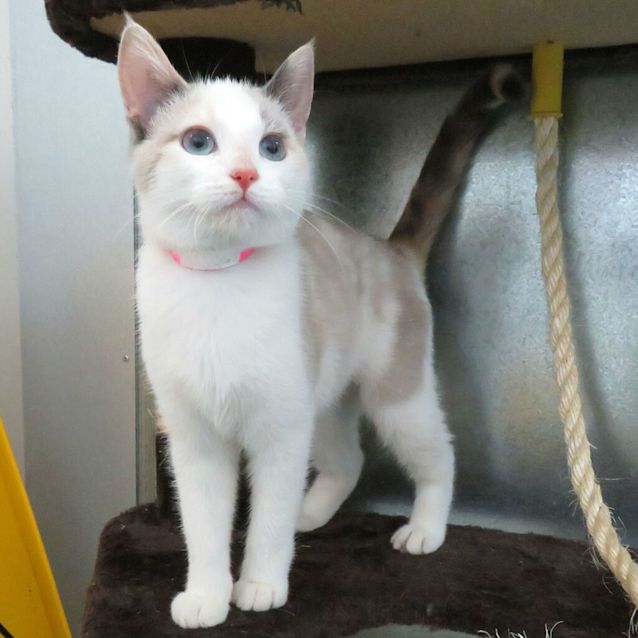 Photo of Gypsie