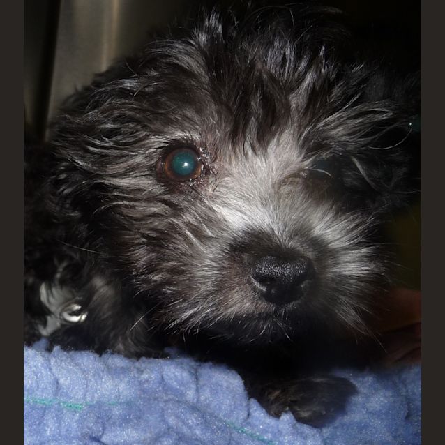 Photo of Cooper