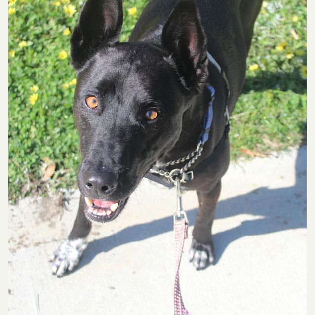 Photo of Ace