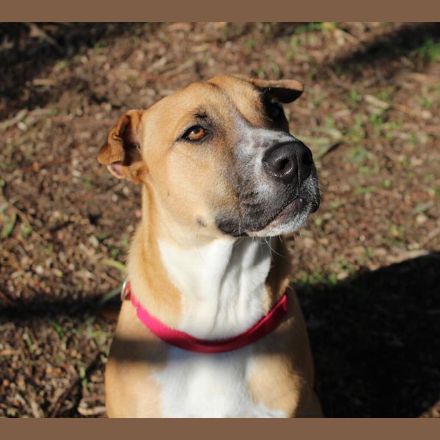 Photo of Pongo